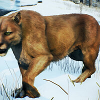 Conquista All Winter Animals…Check no jogo Open Country para Xbox One