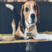 Досягнення Veteran Petter у грі An Airport for Aliens Currently Run by Dogs для Steam