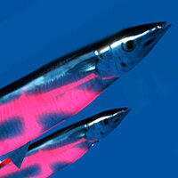 Трофей {trophy} у грі Ace of Seafood для PS4