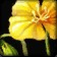 Досягнення Praise the Sunflower у грі World of Warcraft для Blizzard