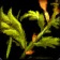 Досягнення Eat Your Greens у грі World of Warcraft для Blizzard