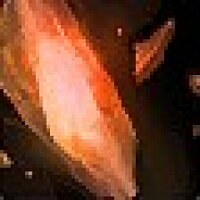 成就 Shattered Expectations 在游戏 World of Warcraft 上,适用于 Blizzard