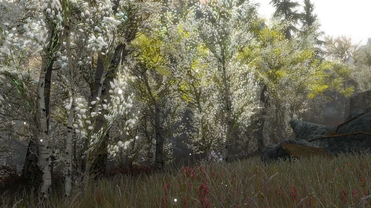 The Elder Scrolls 5: Skyrim — White trees in Riften