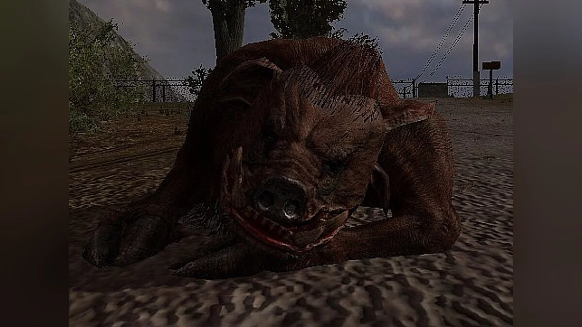 S.T.A.L.K.E.R.: Call of Pripyat — Новые кабаны 
