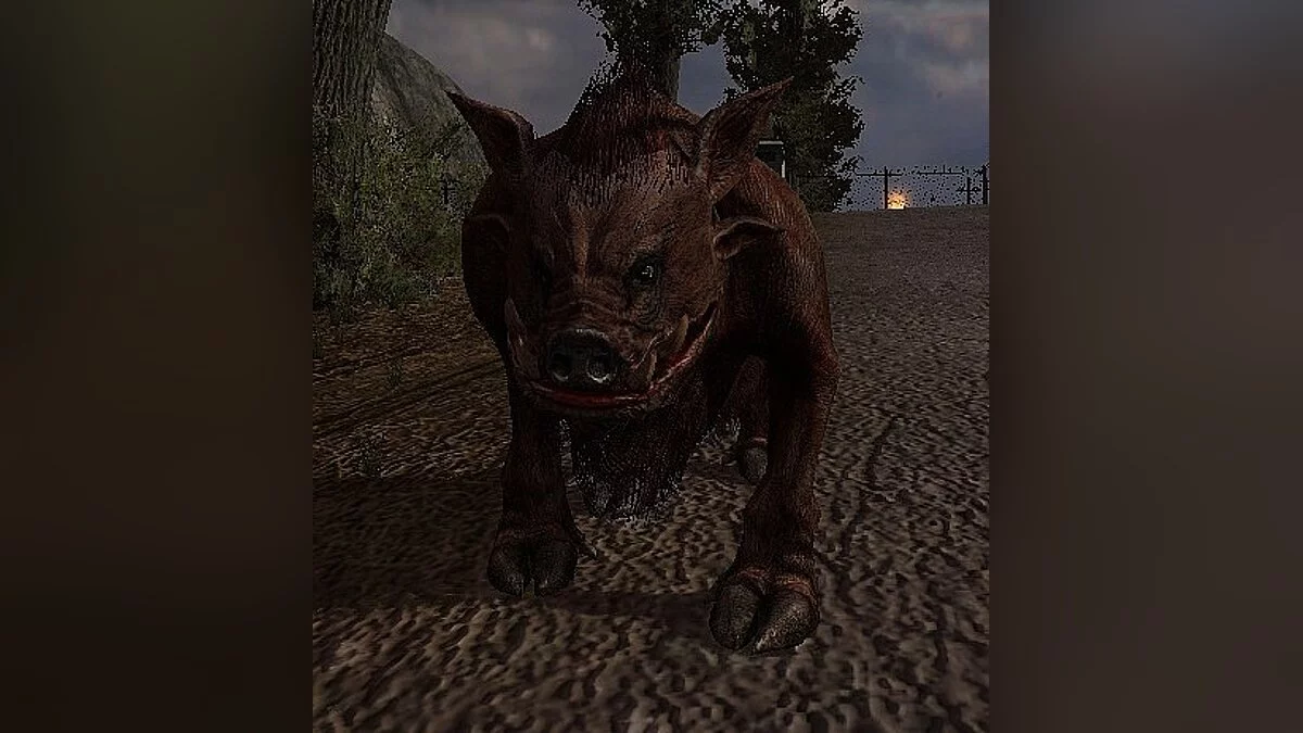 S.T.A.L.K.E.R.: Call of Pripyat — Новые кабаны 