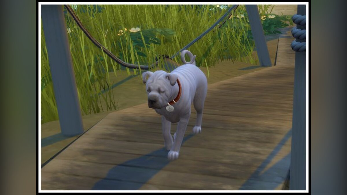 The Sims 4 — Roaming animals will no longer be sick, dirty, sad or hungry