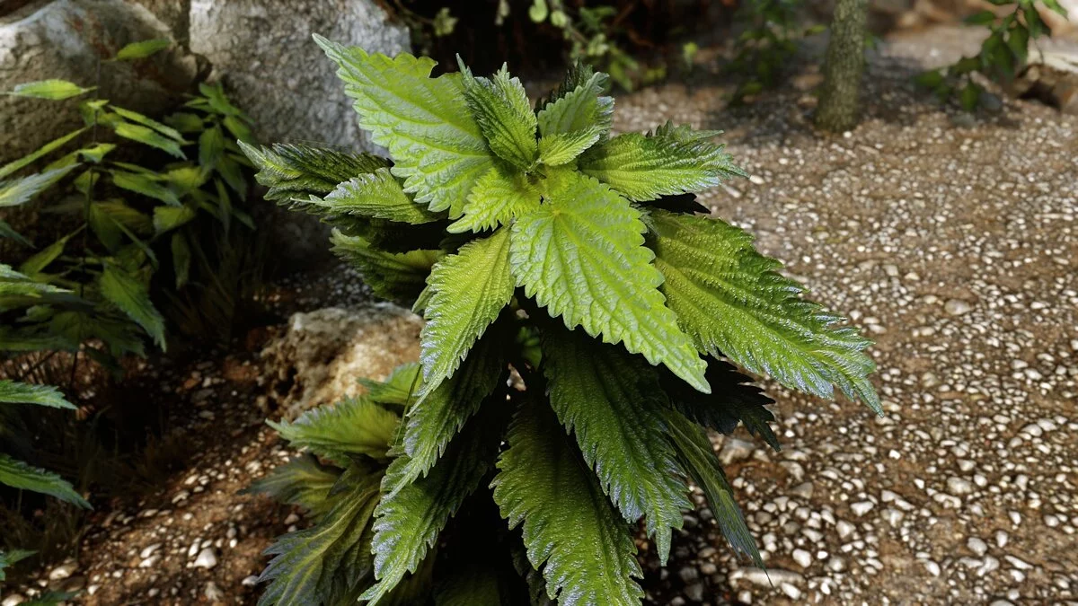 Elder Scrolls 5: Skyrim Special Edition — Покращена кропива