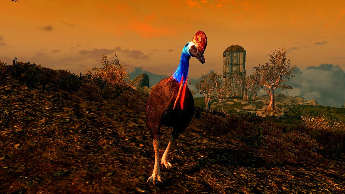 The Elder Scrolls 5: Skyrim Legendary Edition — Казуары