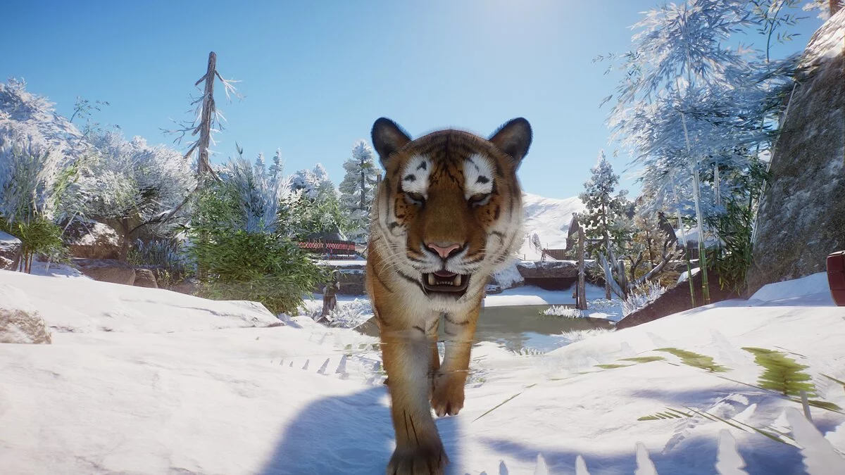 Planet Zoo — Improved Siberian Tiger