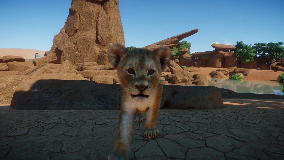 Planet Zoo — Улучшенные львы