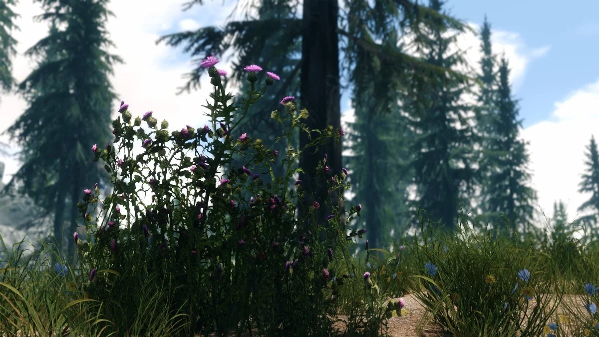 Elder Scrolls 5: Skyrim Special Edition — Улучшенный чертополох