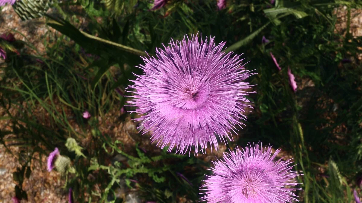 Elder Scrolls 5: Skyrim Special Edition — Улучшенный чертополох