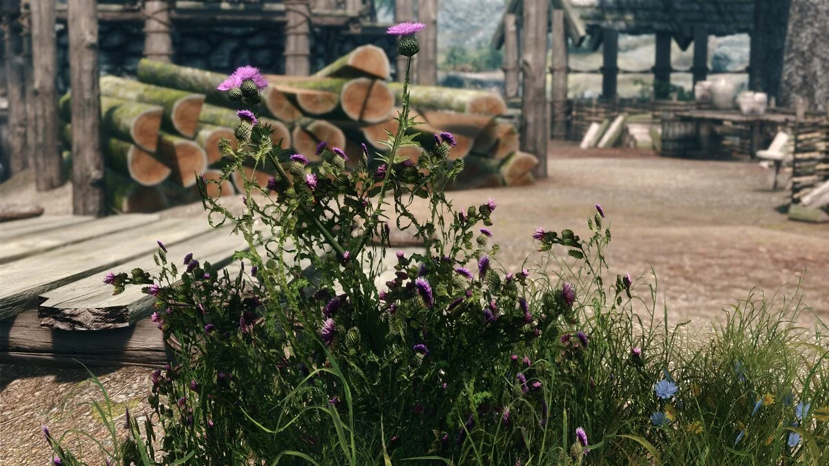 Elder Scrolls 5: Skyrim Special Edition — Улучшенный чертополох