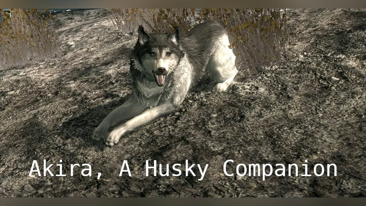 The Elder Scrolls 5: Skyrim Legendary Edition — Akira's Companion