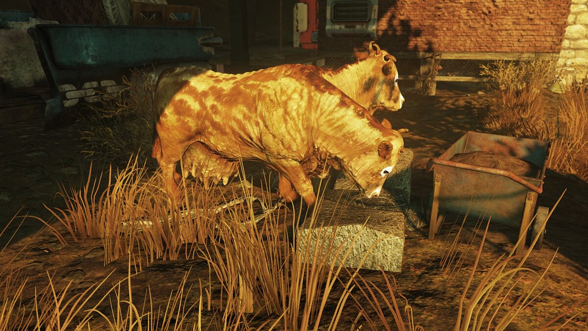 Fallout 76 — Improved Brahmin