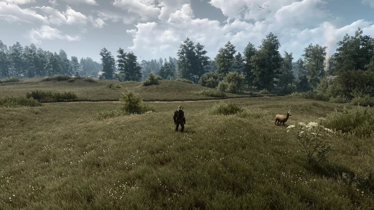 The Witcher 3: Wild Hunt — Різноманітна трава