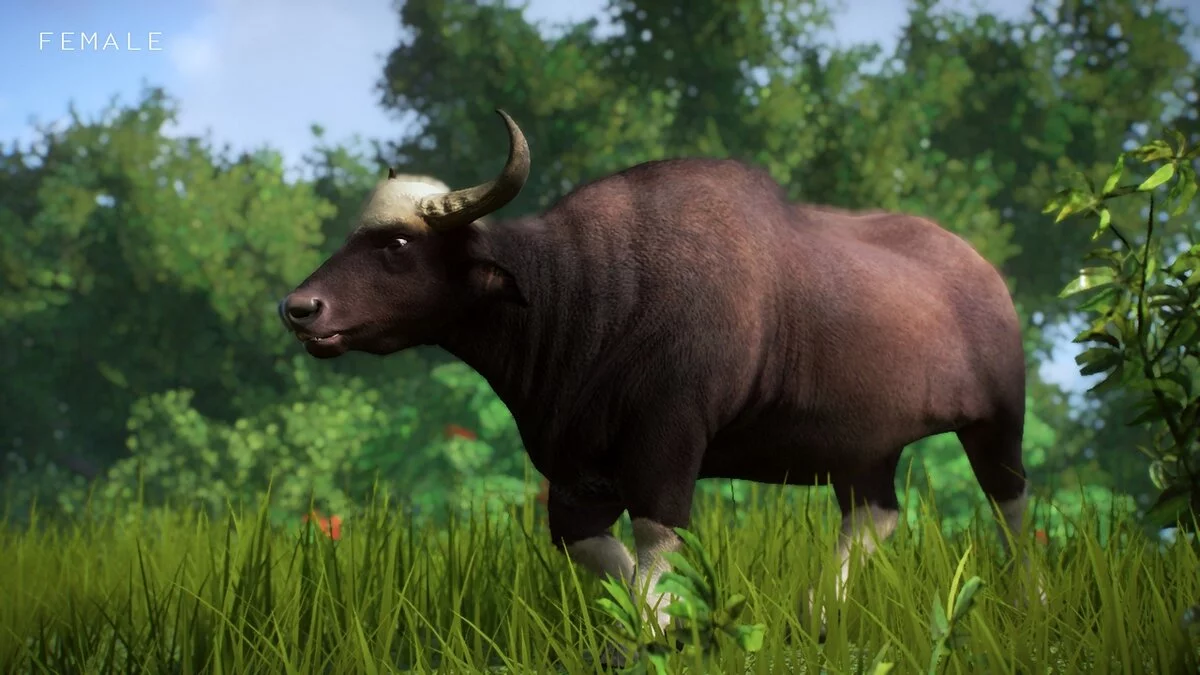 Planet Zoo — Бик гаур