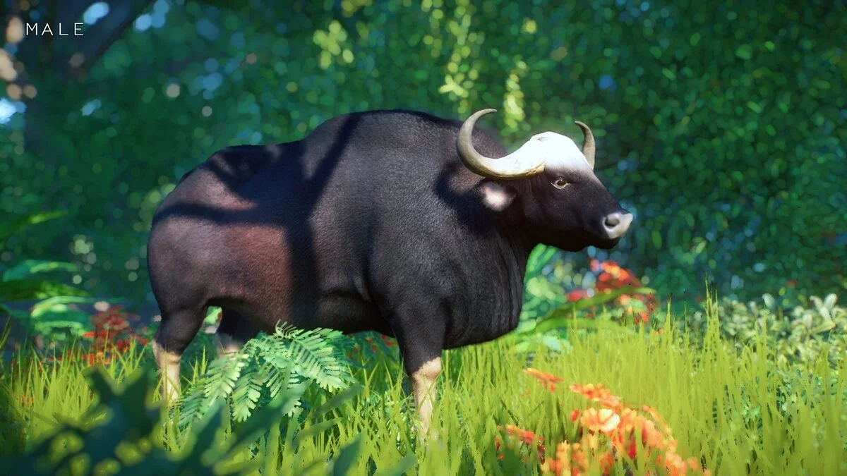 Planet Zoo — Bull Gaur