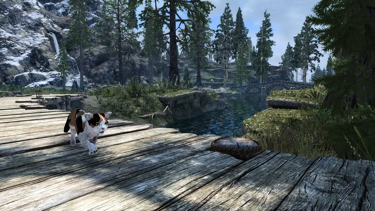 The Elder Scrolls 5: Skyrim Legendary Edition — Cat's life