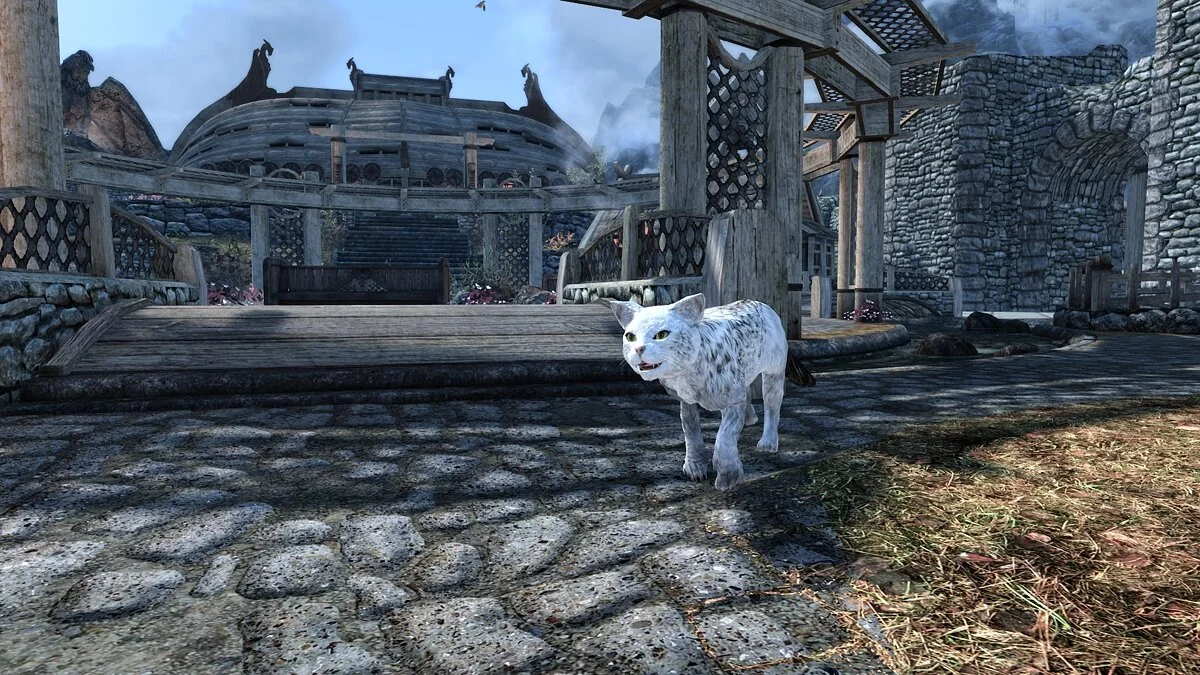 The Elder Scrolls 5: Skyrim Legendary Edition — Кошачья жизнь