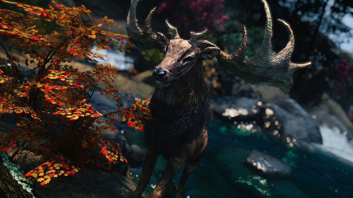 Elder Scrolls 5: Skyrim Special Edition — Real moose