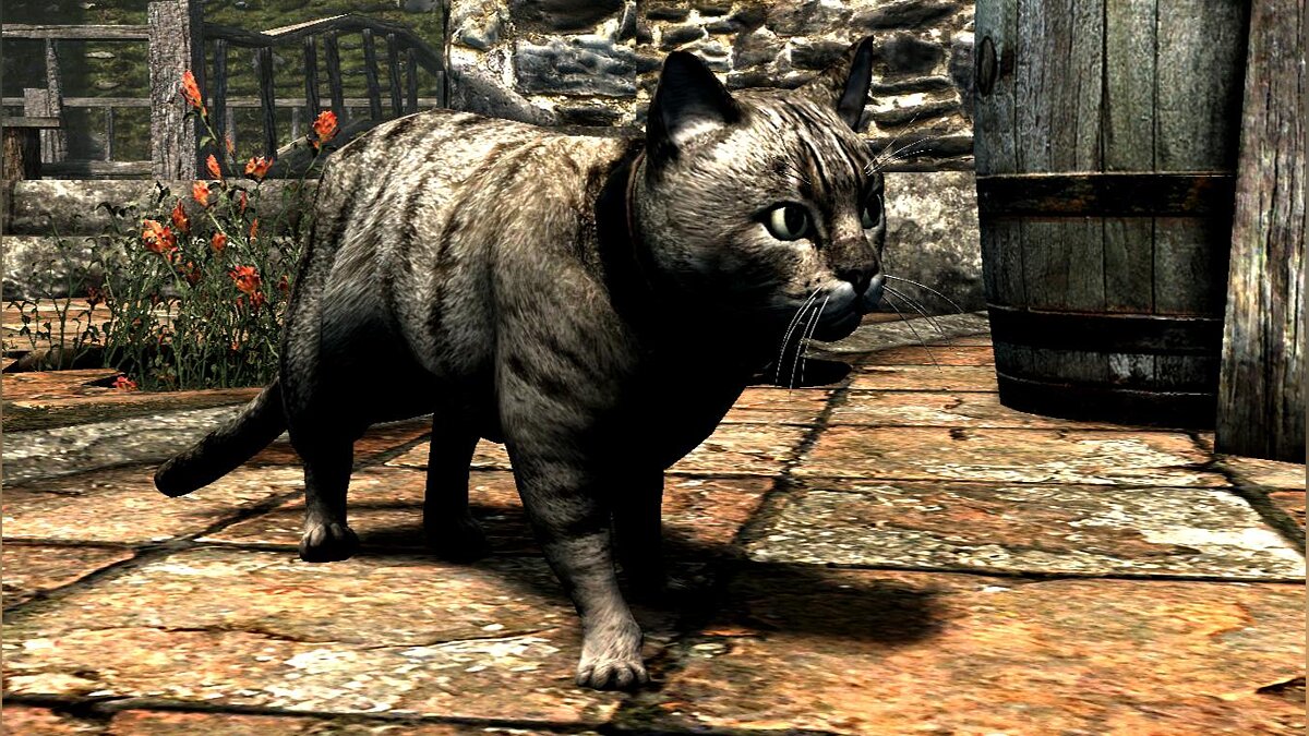 The Elder Scrolls 5: Skyrim Legendary Edition — Domestic cats