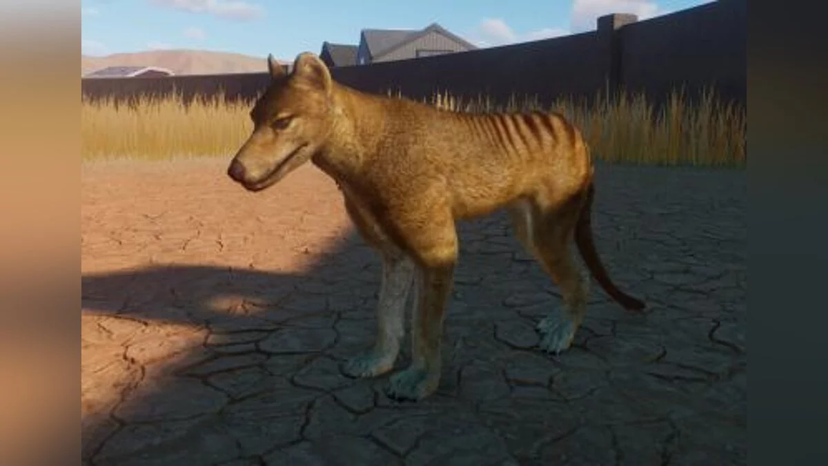 Planet Zoo — Marsupial wolf