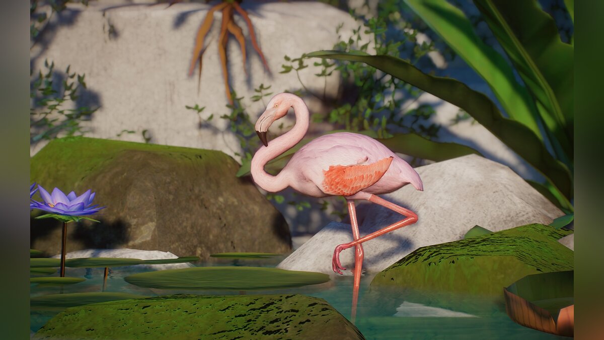 Planet Zoo — New species - Chilean flamingo