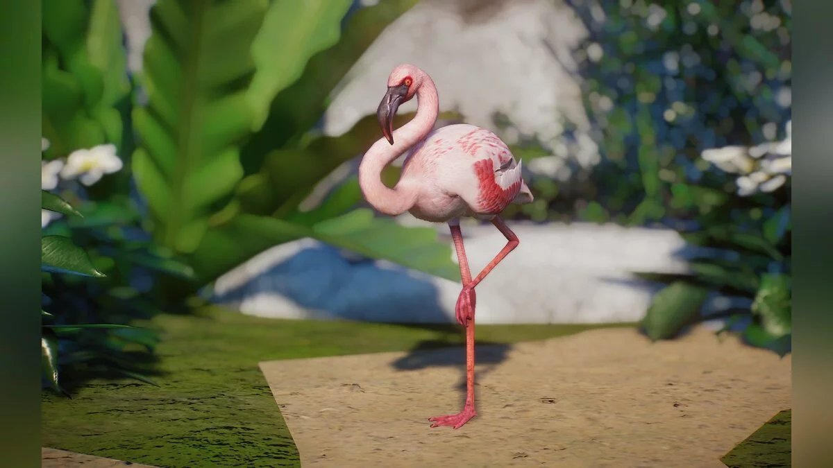 Planet Zoo — New species - lesser flamingo