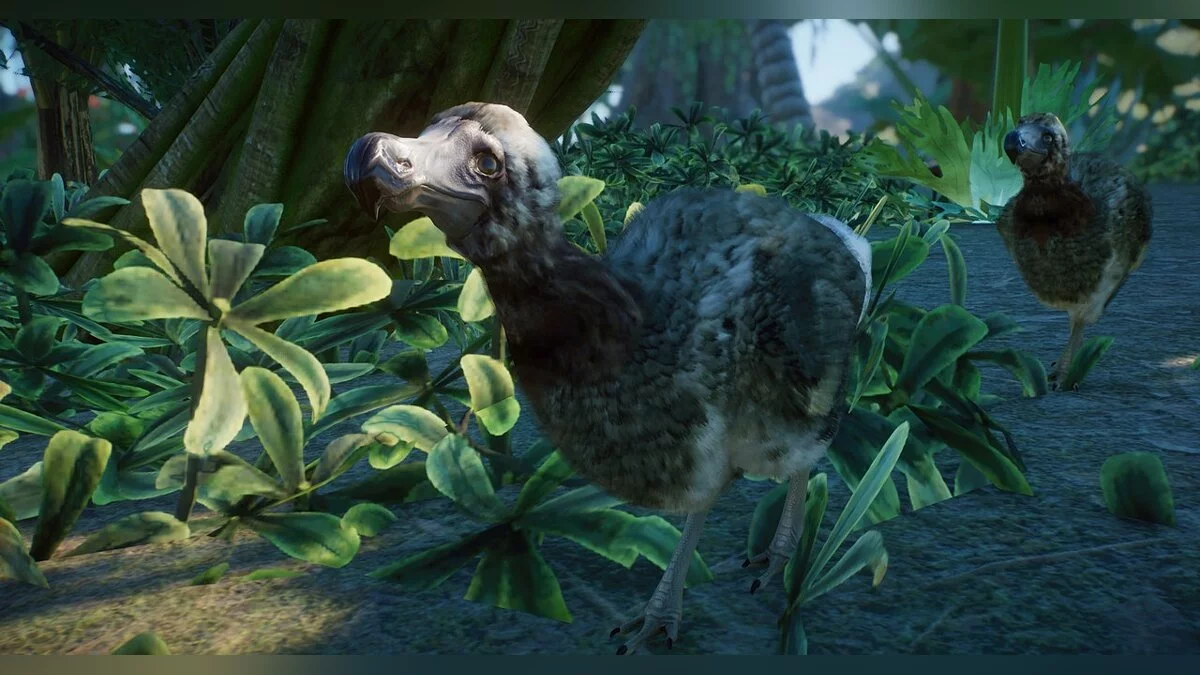 Planet Zoo — New species - Mauritian gray dodo