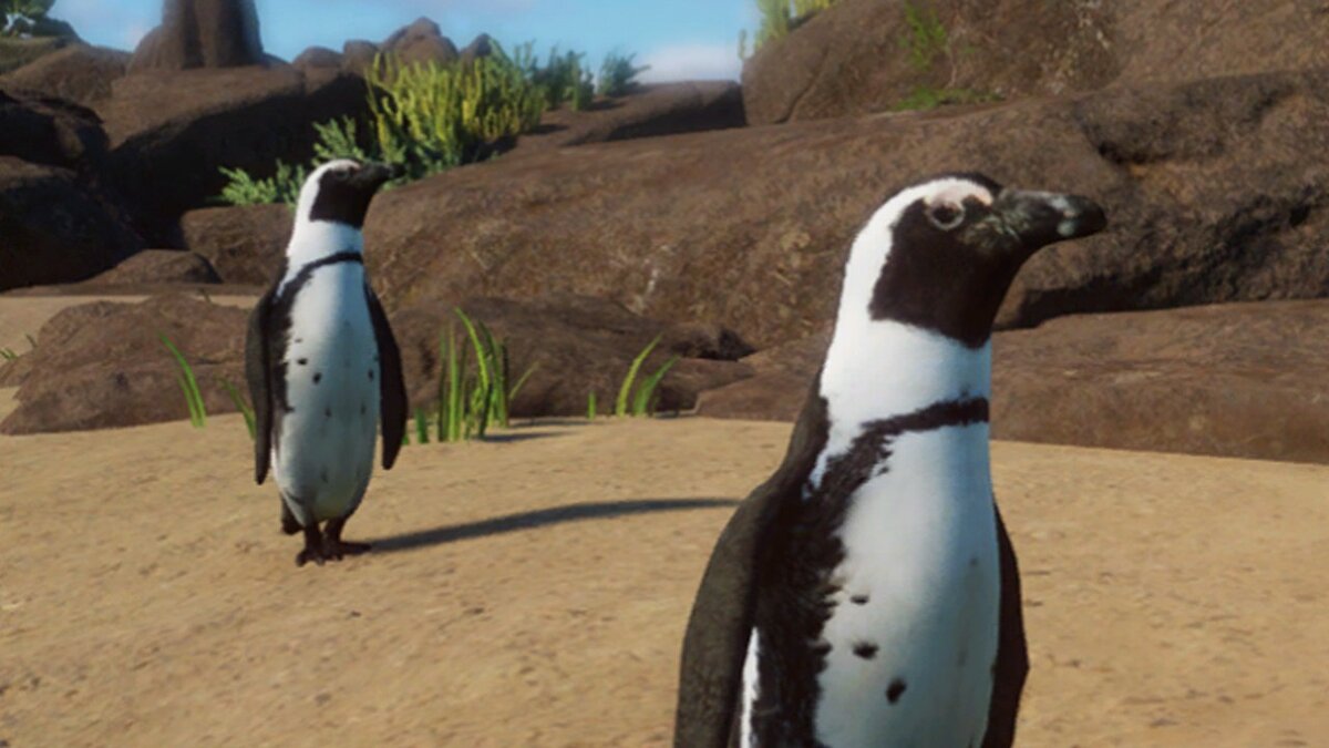 Planet Zoo — African penguin - a new species