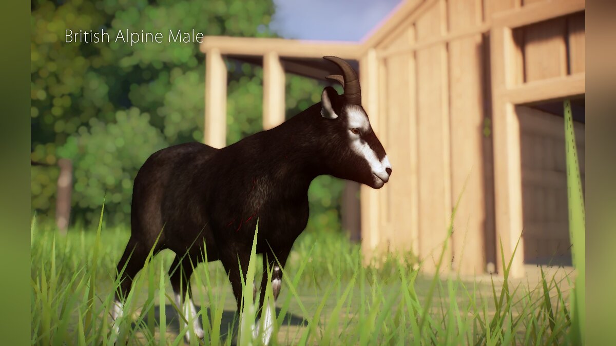 Planet Zoo — New species - Alpine goat