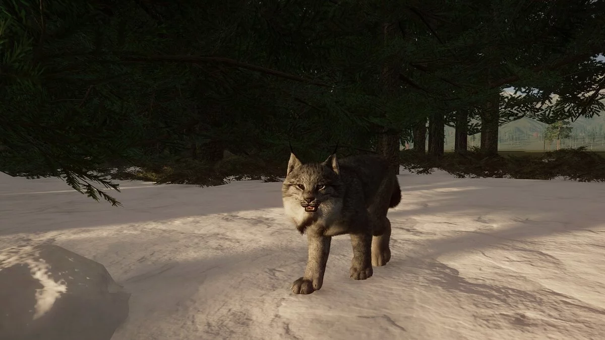 Planet Zoo — Новий вид - канадська рись