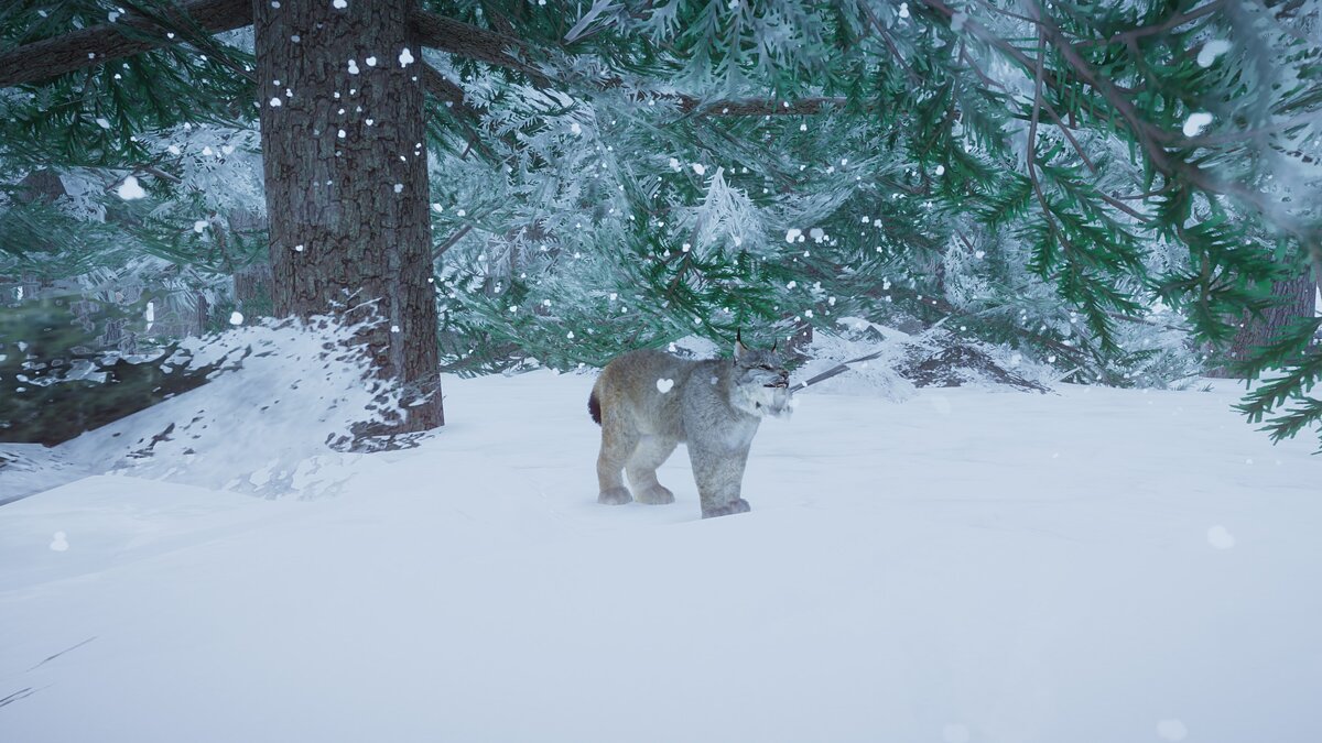 Planet Zoo — New species - Canada lynx