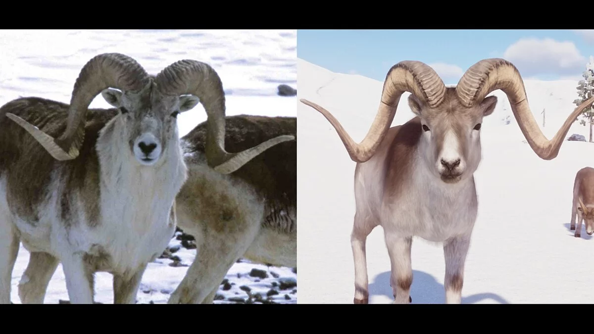 Planet Zoo — Вівці Марко Поло - нові види