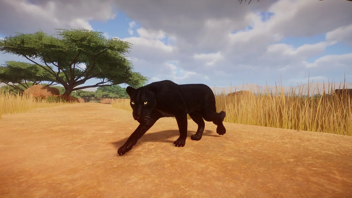 Planet Zoo — Африканський леопард – новий вид