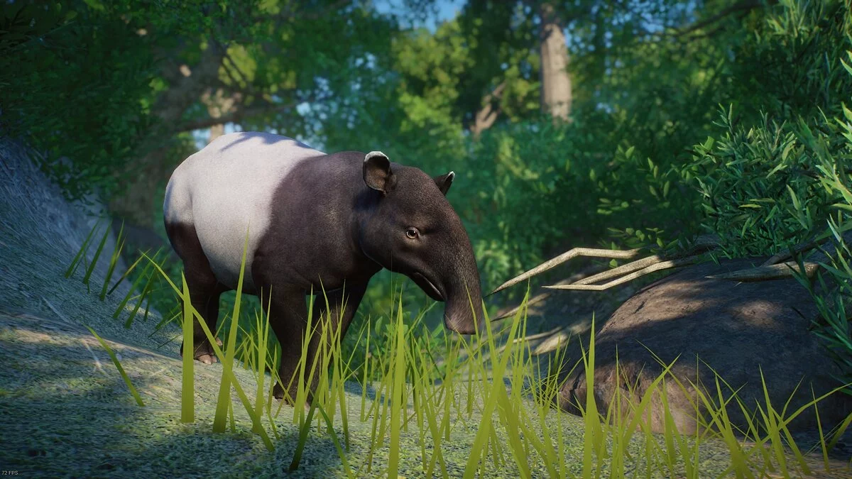 Planet Zoo — Malayan tapir