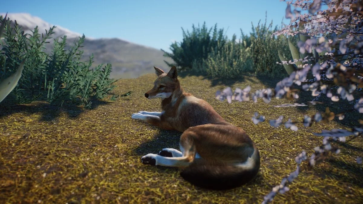 Planet Zoo — Ethiopian wolf - a new species