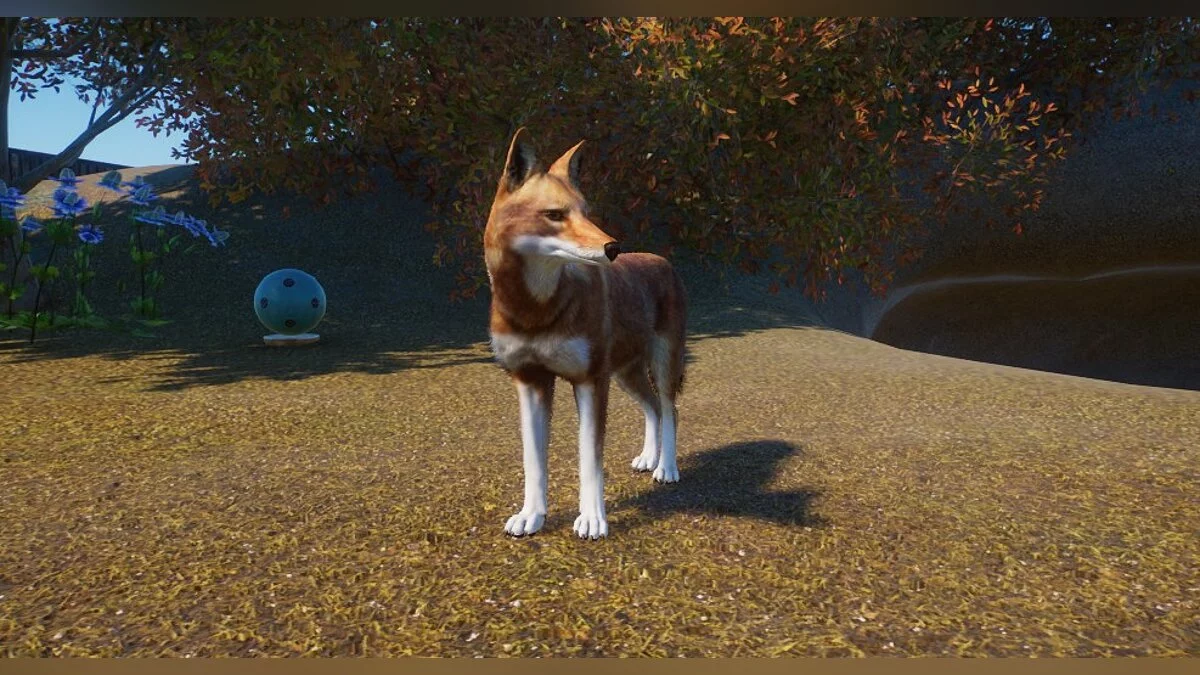 Planet Zoo — Ефіопський вовк – новий вид