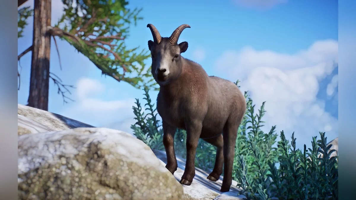 Planet Zoo — Новий вид - сніжний баран