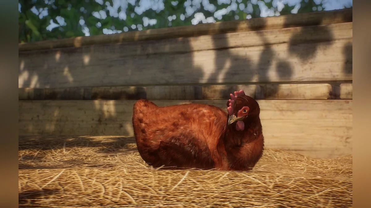 Planet Zoo — Nueva especie: gallina roja de Rhode Island