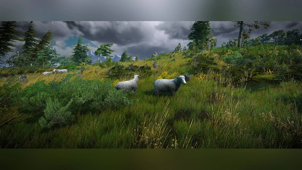 The Witcher 3: Wild Hunt - Complete Edition — HD Sheep