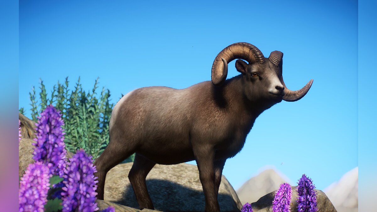 Planet Zoo — New species - bighorn sheep