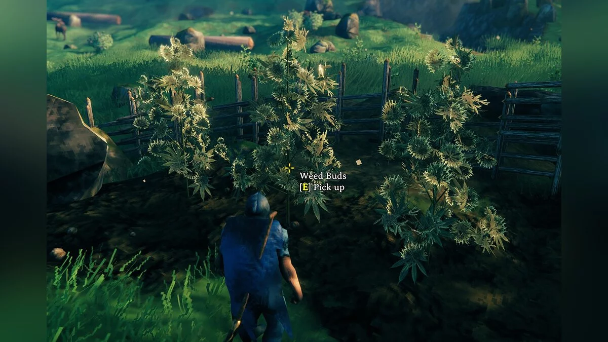 Valheim — Выращивание конопли
