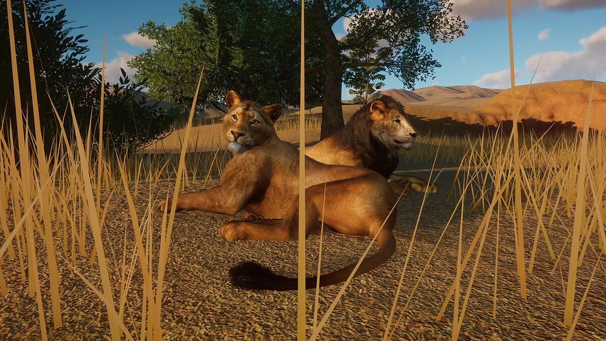 Planet Zoo — Nueva especie: león asiático