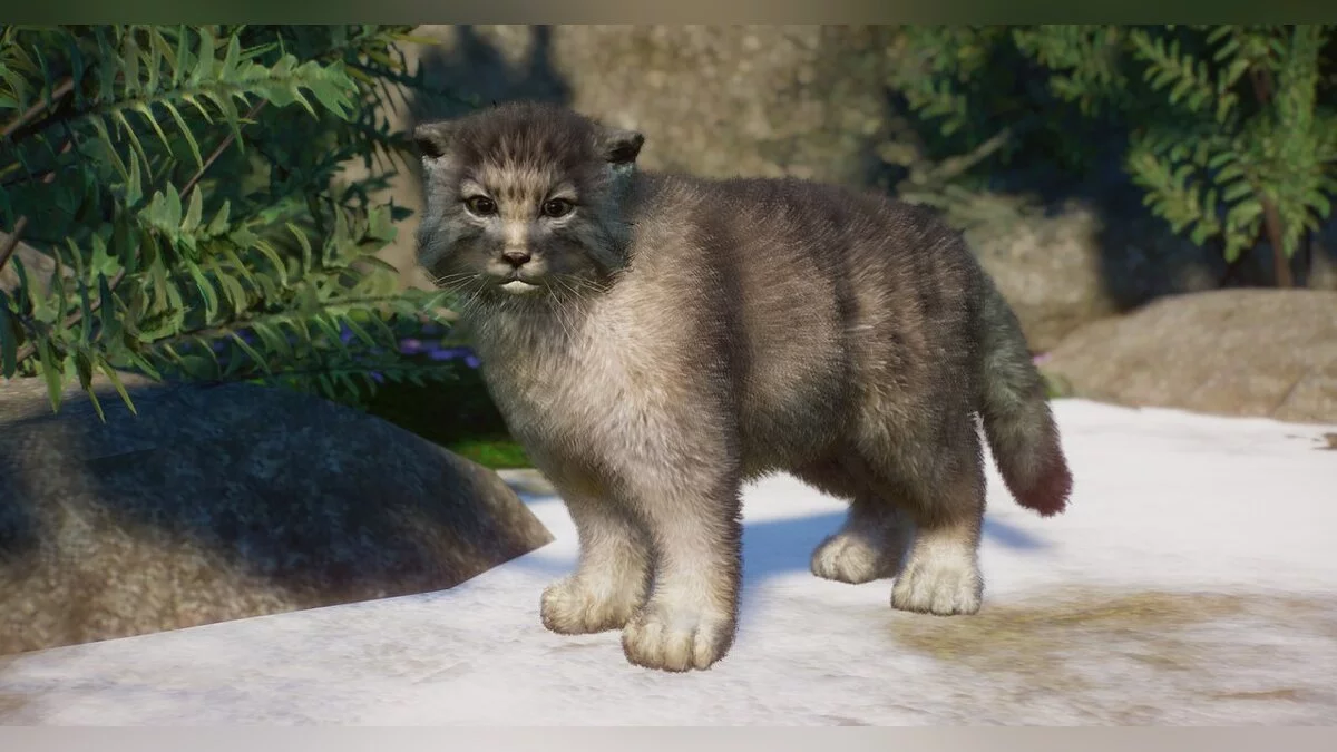 Planet Zoo — Кіт Палласа