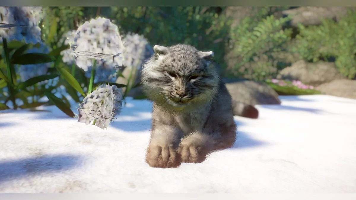 Planet Zoo — Кіт Палласа