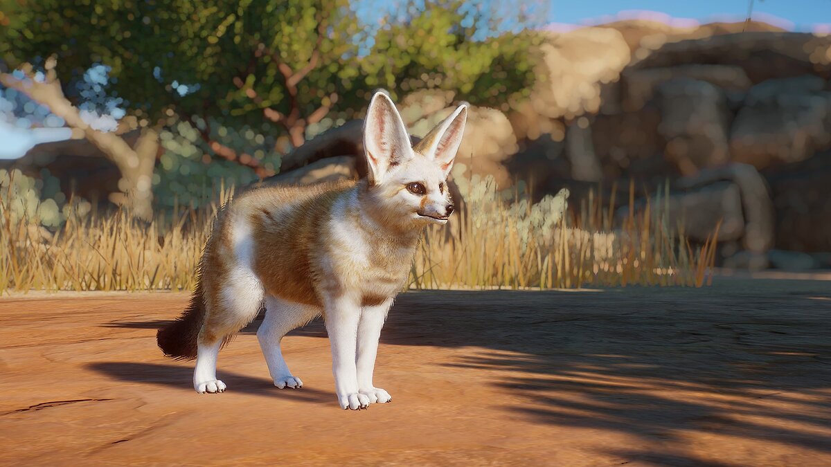 Planet Zoo — Fennec fox