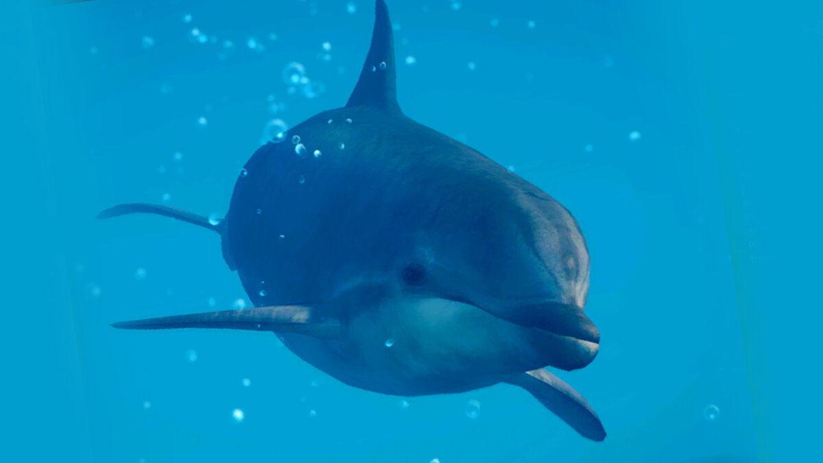 Planet Zoo — Common bottlenose dolphin