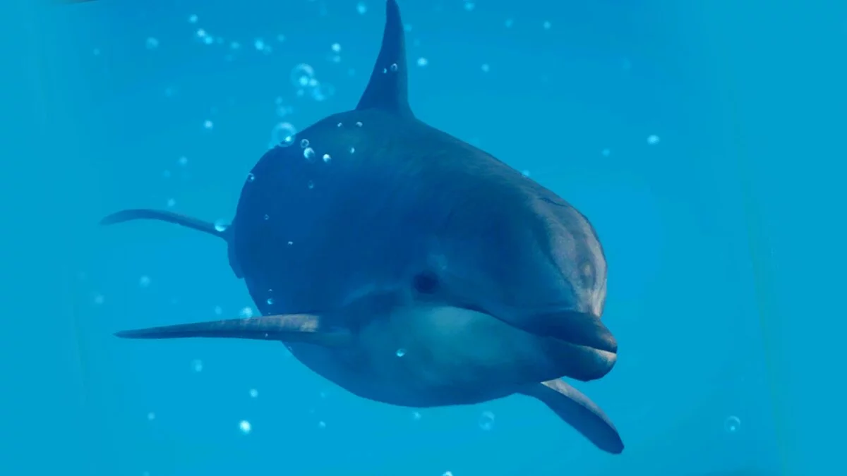 Planet Zoo — Common bottlenose dolphin